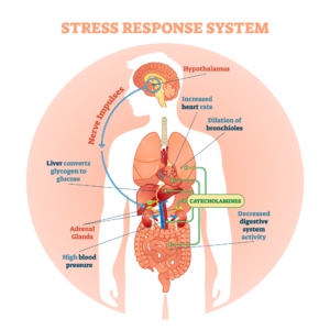 How Acupuncture helps relieve the symptoms of stress - advanced sports and family chiropractic and acupuncture